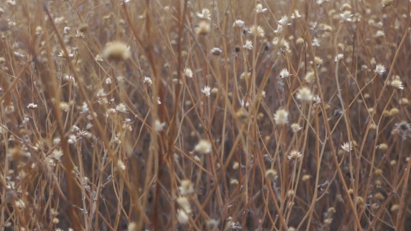 Still from video &quot;Two Minutes, 2012, San Pedro Riparian Conservation Area&quot;
