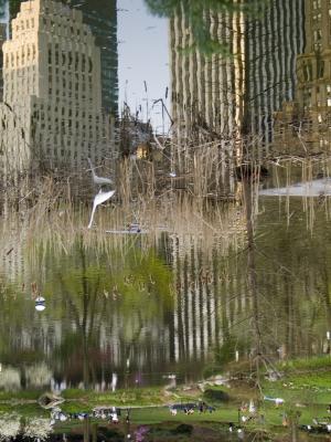 Central Park - Reflection, 2006, digital photograph by Orin Buck.