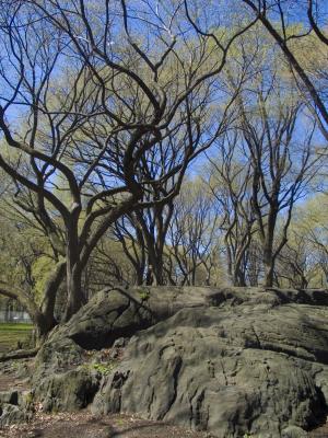 Central Park - Tree Forms, 2006, digital photograph by Orin Buck.
