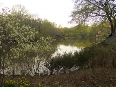 Central Park Spring, 2006, digital photograph by Orin Buck.