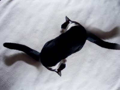 Konoko 1, 2012 digital photo, photoshopped by Orin Buck.